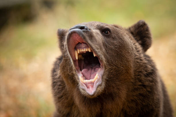 istock Grizzly bear growling at camera 1371382850