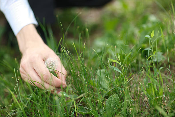 istock dandelion in a hand of man 137138798
