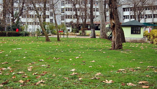 istock Dry Leafs in the Winter 137139088