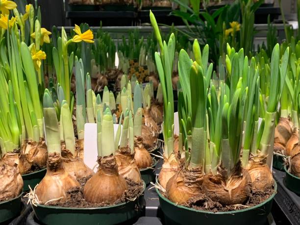 istock Flowers in a shop 1371391443