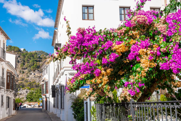 A beautiful flowering plant with pink magenta and orange petals alongside a road in the historic white village of Grazalema, Spain, in the Andalusian region. A beautiful flowering plant  with pink magenta and orange petals alongside a road in the historic white village of Grazalema, Spain, in the Andalusian region. grazalema stock pictures, royalty-free photos & images