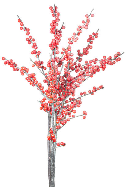 istock Christmas branch with red berries and frost 137139383