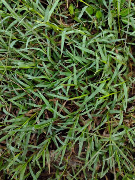 istock green grass photo 1371398147