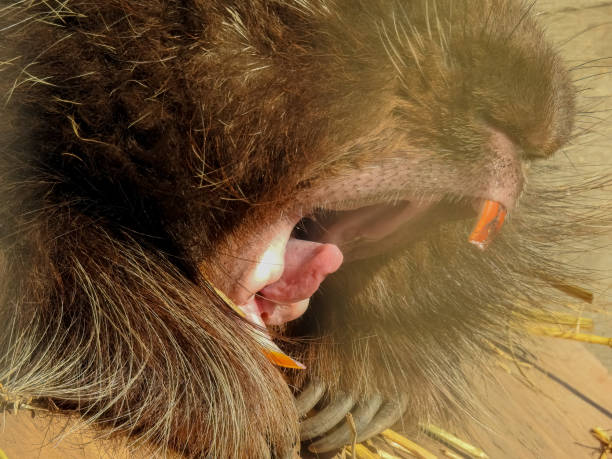 Porcupine open mouth stock photo