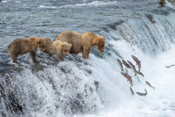 mère ours brun et deux oursons d’un an pêchent à brooks falls dans le parc national de katmai, alaska - katmai national park photos et images de collection
