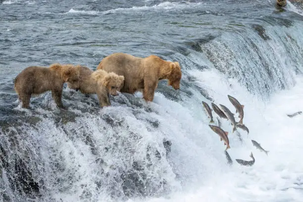 Mother Brown Bear and two yearling cubs fish at Brooks Falls in Katmai National park, Alaska