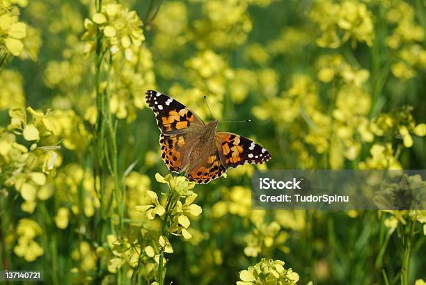 Photo libre de droit de Papillon banque d'images et plus d'images libres de droit de Canola - Canola, Belle dame, Papillon