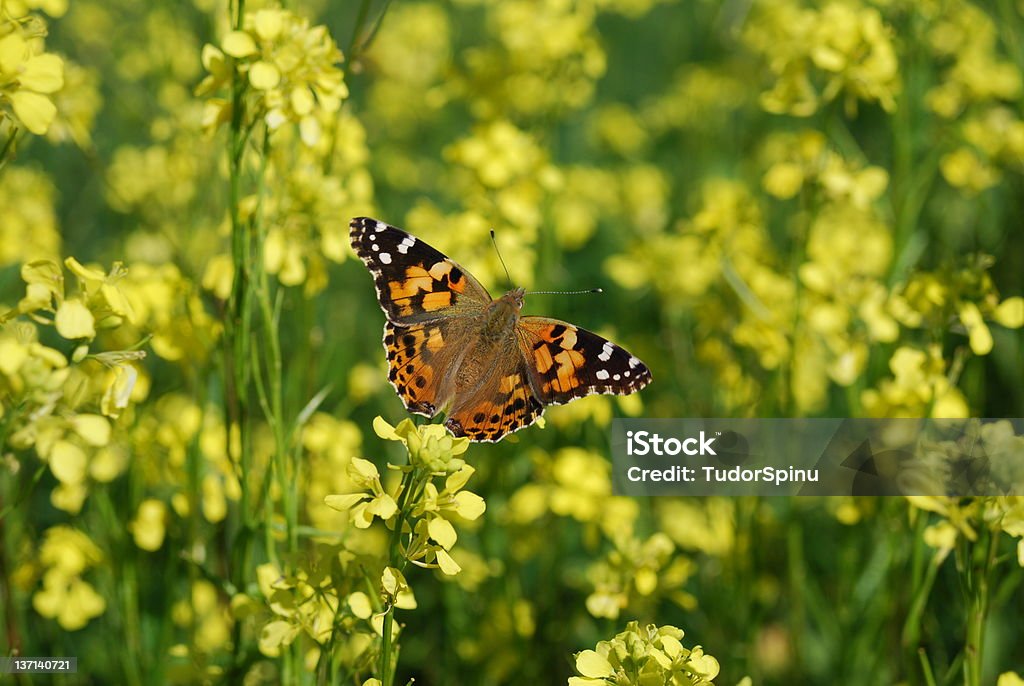 Butterfly - Zbiór zdjęć royalty-free (Canola)