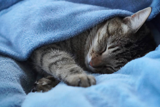 Close up of cute kitten lying on petbed in the morning with sunlight.