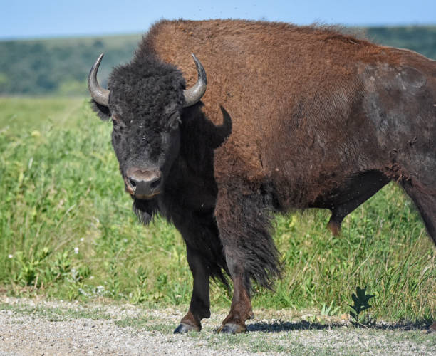 istock Shaggy Male Bison Side View Close-up 1371409362