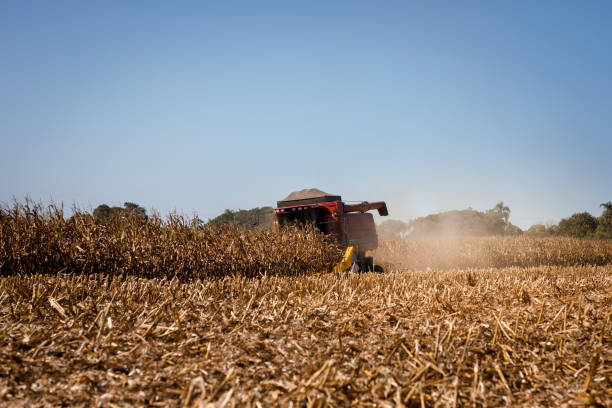 istock Combine harvesting corn in a field 1371410474