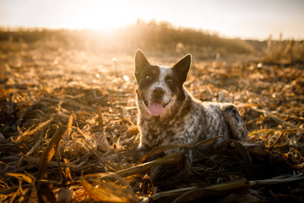 Dog lying down at a harvested field industry harvesting corn australian cattle dog stock pictures, royalty-free photos & images