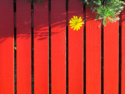 Red Picket Fence with Yellow Daisy