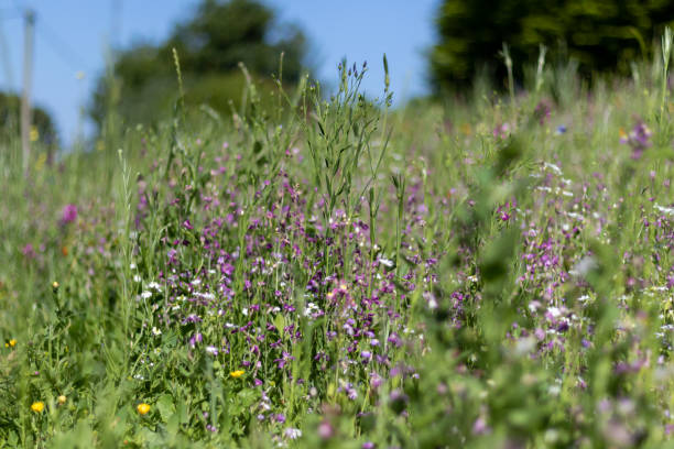 istock Wild Flowers of England 1371410841