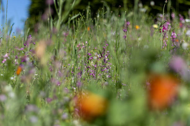istock Wild Flowers of England 1371411118