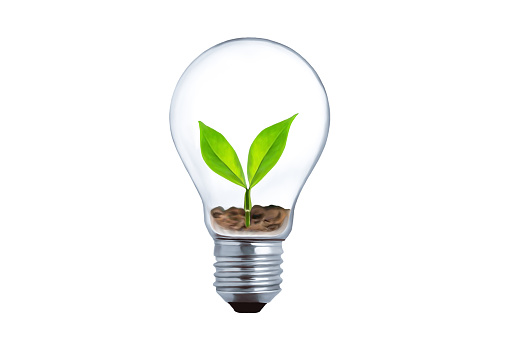 Light bulb with growing plant inside