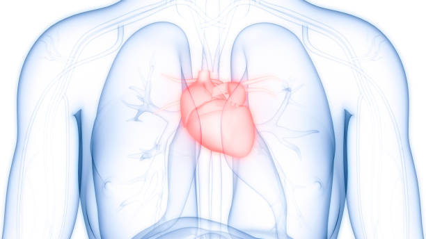 istock Human Circulatory System Heart Anatomy 1371421988