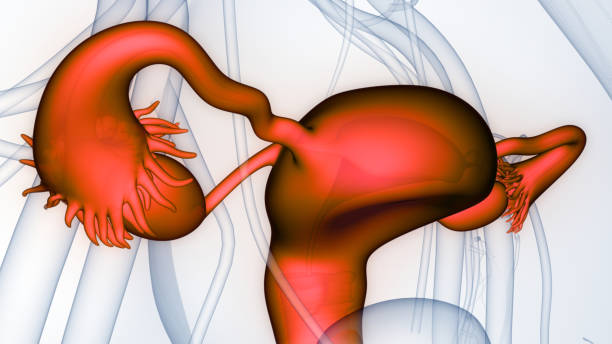 anatomie des weiblichen fortpflanzungssystems - vagina uterus human fertility x ray image stock-fotos und bilder