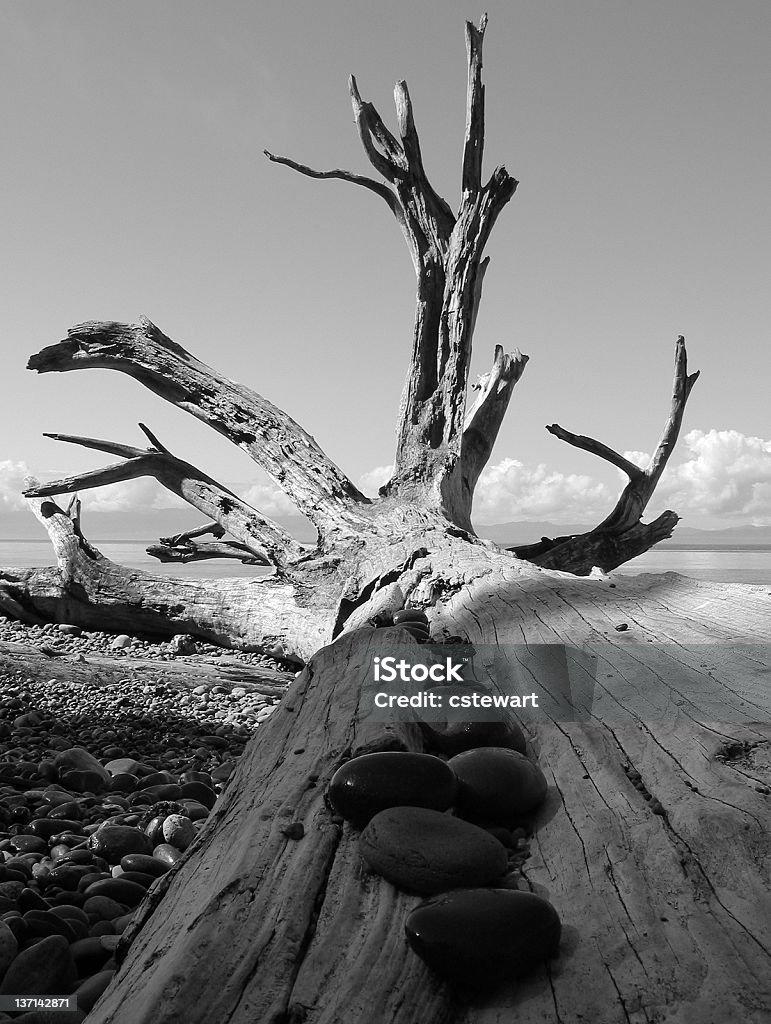 Сплавной лесоматериал и Пляж Скал - Стоковые фото Без людей роялти-фри