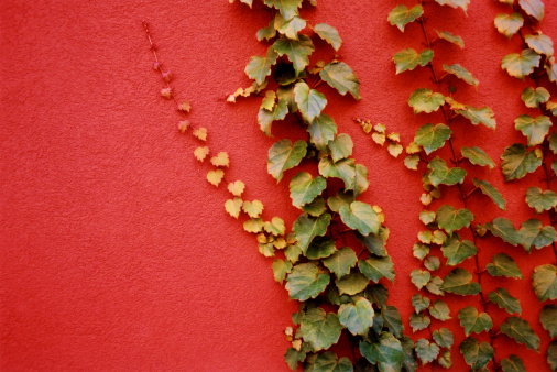 Green vines growing up a red stucco wall. Taken at Miiamo Spa in Sedona, Arizona.