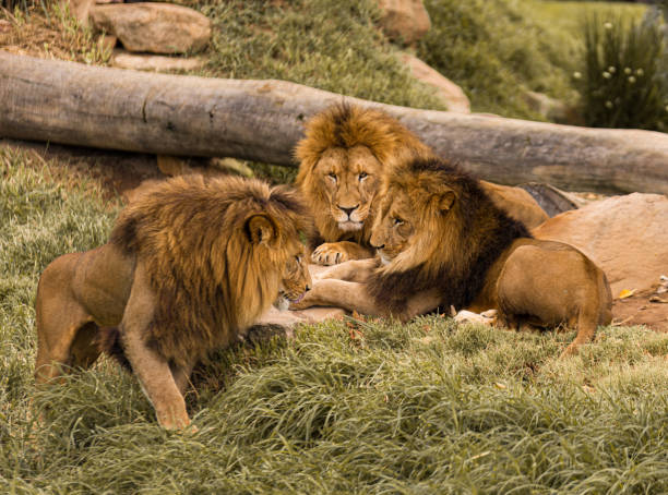 istock A group of lion 1371430553