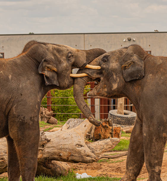 istock two young elephants wrestling 1371430594