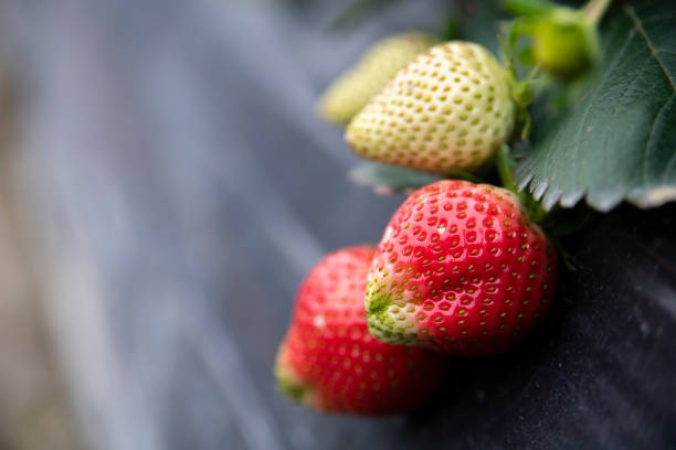 Fresh strawberries growing on the farm