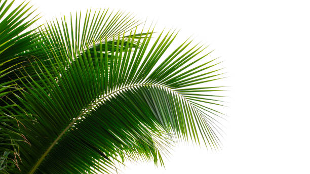 istock coconut palm leaf isolated on white background 1371434604