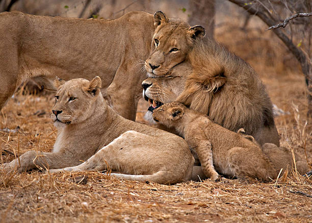 leone, panthera leo) famiglia - pride of lions foto e immagini stock