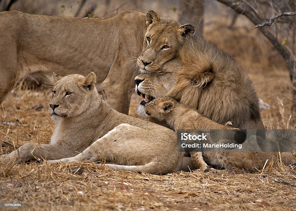 A lion family cuddling in the steppe Family of Lions showing affection Kruger National Park in South Africa Pride Of Lions Stock Photo