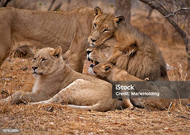 A Lion Family Cuddling In The Steppe Stock Photo - Download Image Now - Pride Of Lions, Kruger National Park, Affectionate