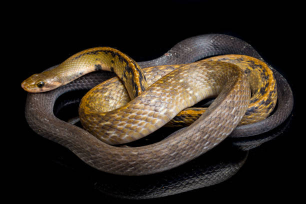 검은 색 구리 쥐 뱀 coelognathus 플라볼라나투스 검은 배경에 고립 - rat snake 뉴스 사진 이미지