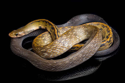 The black copper rat snake or yellow striped snake, coelognathus flavolineatus,  isolated on black background