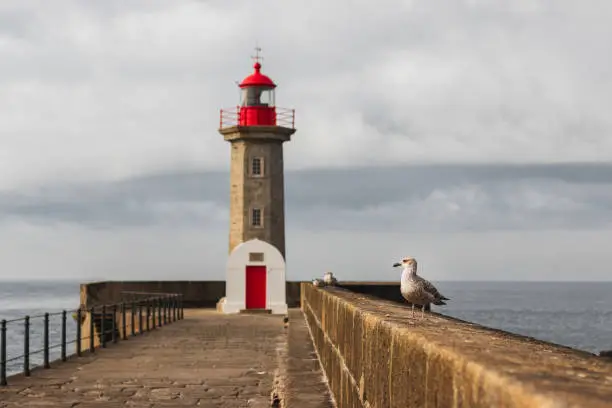 Photo of Seagull sitting by the Farolim de Felgueiras lighthouse, Porto Portugal