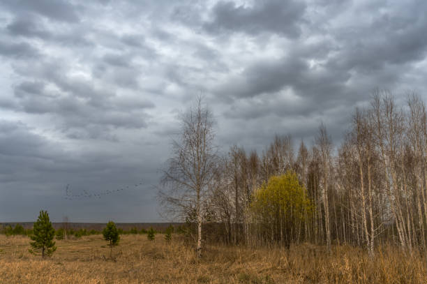 istock Spring landscape with a forest waking up from frost, low gray sky with relief clouds and a flying flock of birds. Russia, Ural 1371443844