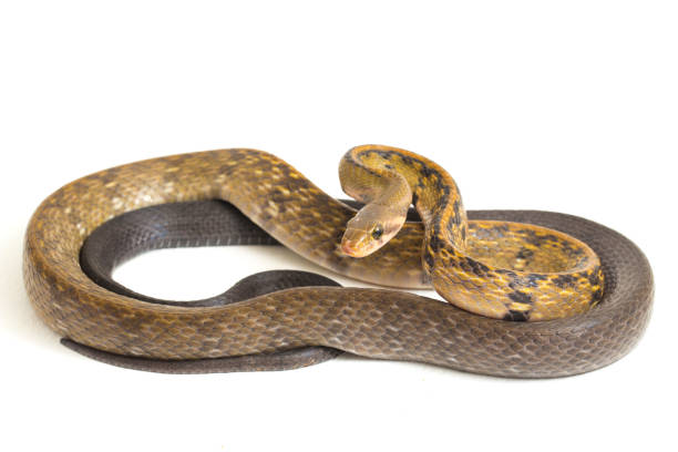 istock The black copper rat snake  coelognathus flavolineatus,  isolated on white background 1371444219
