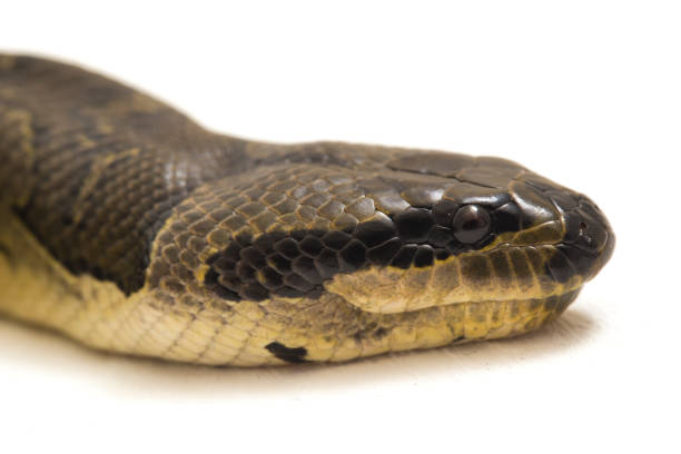 istock Common puff-faced water snake  Homalopsis buccata  isolated on white background 1371446467