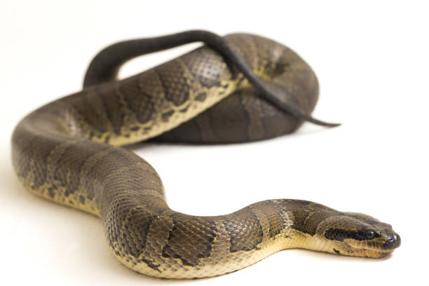 istock Common puff-faced water snake  Homalopsis buccata  isolated on white background 1371446468