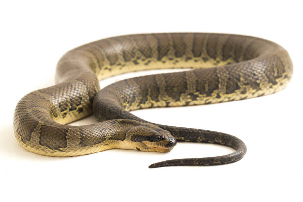 istock Common puff-faced water snake  Homalopsis buccata  isolated on white background 1371446484