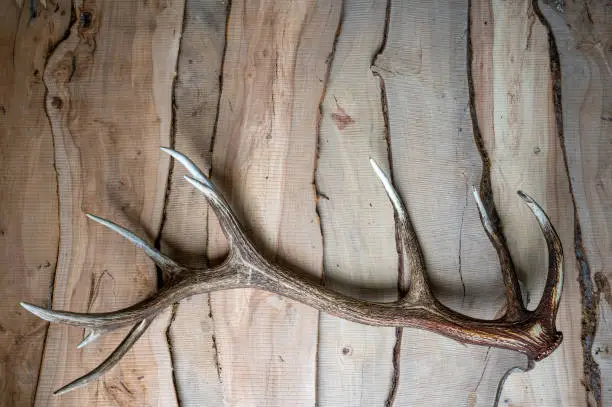 Photo of A deer antler shed on a wooden background.