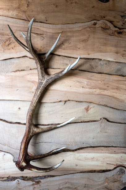 istock A deer antler shed on a wooden background. 1371447847