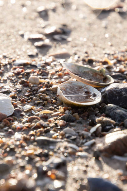 gros plan de quelques moules sur une plage - pebble sand photos et images de collection