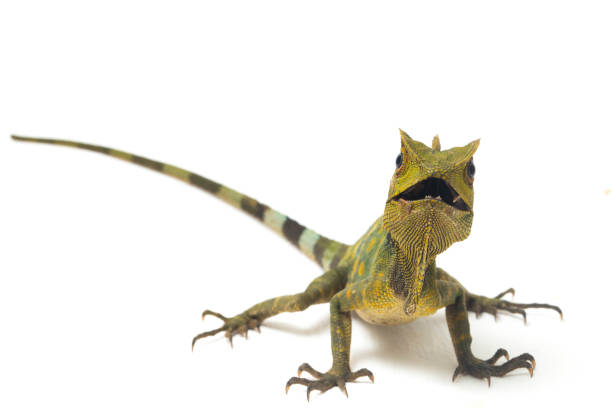 istock Chameleon forest dragon isolated on white background 1371449210