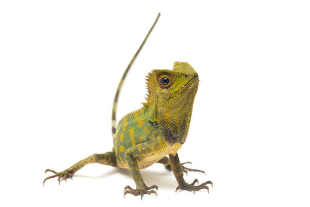 istock Chameleon forest dragon isolated on white background 1371449213