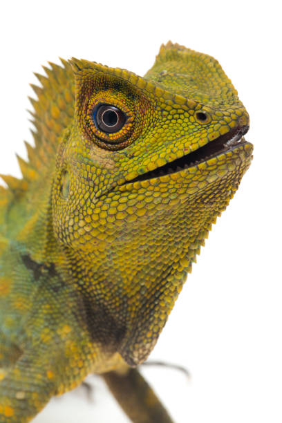 istock Chameleon forest dragon isolated on white background 1371449221