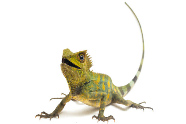 istock Chameleon forest dragon isolated on white background 1371449230