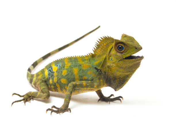 dragón del bosque camaleón aislado sobre fondo blanco - iguana fotografías e imágenes de stock