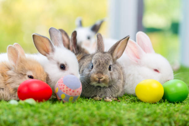 Lovely bunny Easter fluffy baby rabbit. Easter rabbit and Easter eggs stock photo