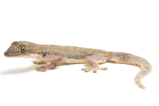 istock Asian House lizard or common house gecko  isolated on white background 1371451340