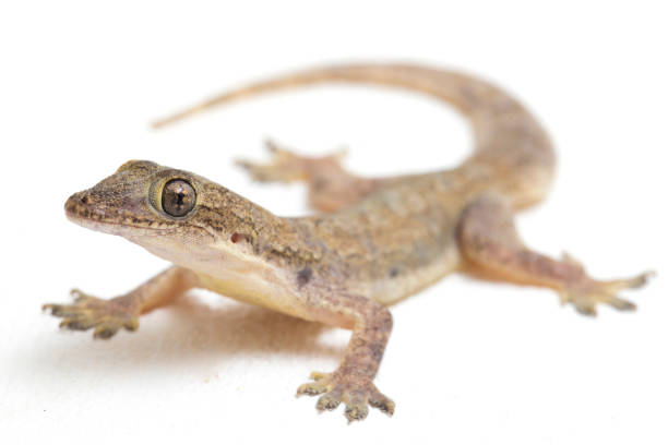 istock Asian House lizard or common house gecko  isolated on white background 1371451343